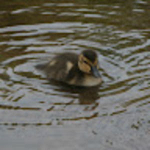 Meet your Posher, Charlotte